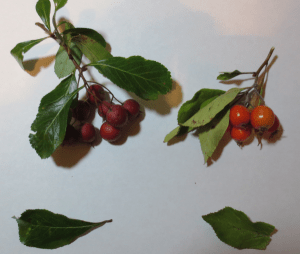 Serviceberries